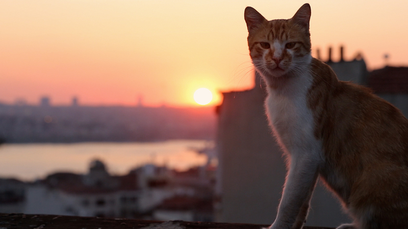Οι γάτες της Κωνσταντινούπολης