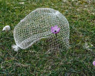 Nature inside the walls