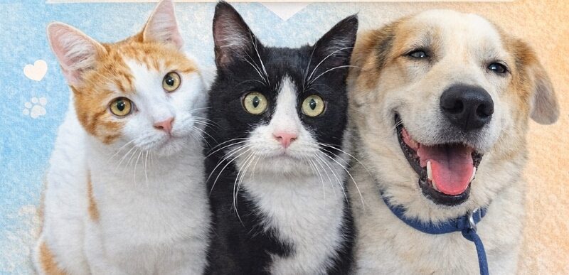 Κυριακή Αγάπης & Υιοθεσίας στην Δραπετσώνα