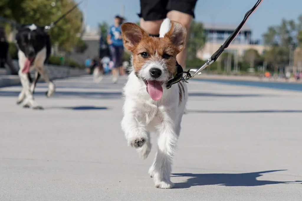 Παγκόσμια Ημέρα Ζώων στο ΚΠΙΣΝ